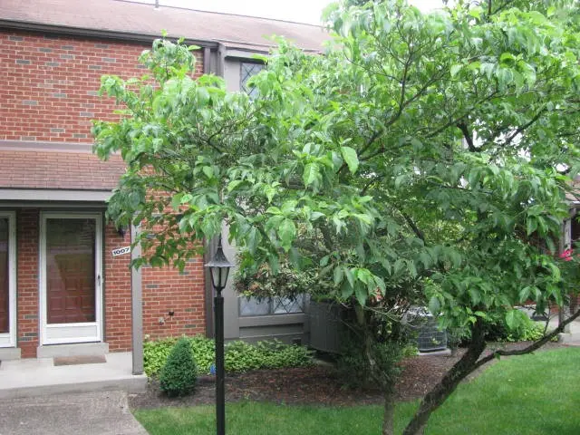 1007 Sewickley Heights Dr gallery image 2