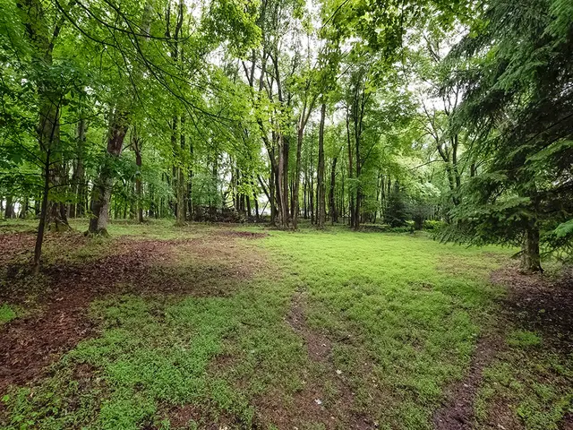 305 Ivy Dr gallery image 19